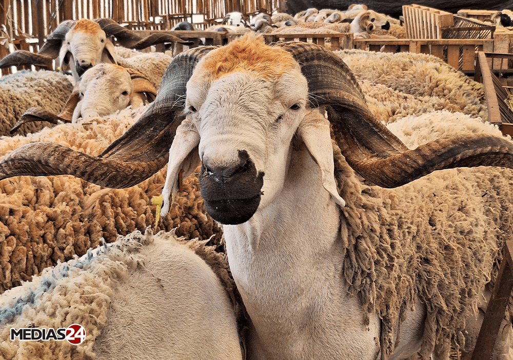 Reconstitution du cheptel. Les mesures détaillées du programme de soutien aux éleveurs