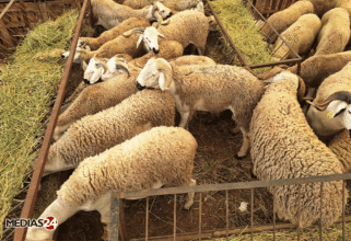 Le recensement du cheptel est terminé, les chiffres bientôt dévoilés