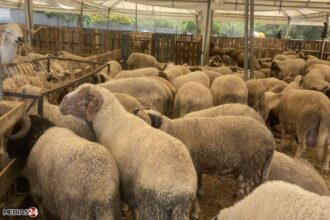 Lancement de l’opération d’identification des ovins et des caprins pour Aïd al-Adha 2024