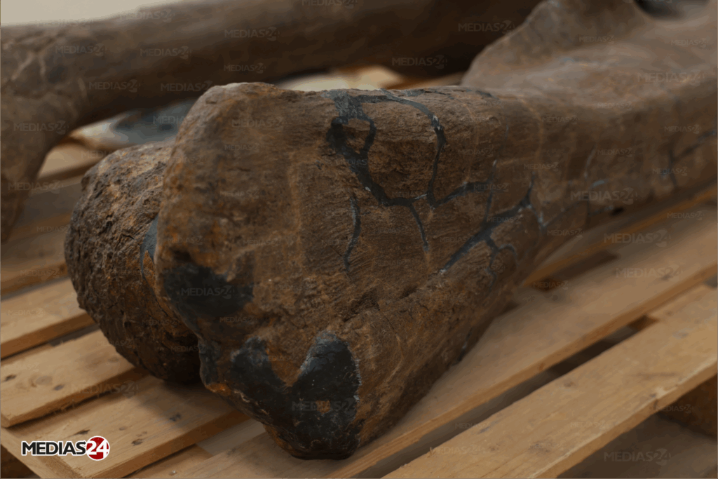 Fossiles. Serait-il possible de valoriser ce commerce au Maroc ?