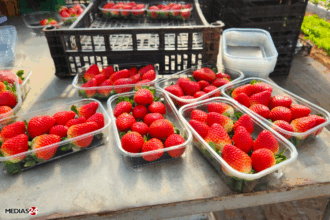 Alerte en Europe sur des fraises marocaines contaminées à l’hépatite A