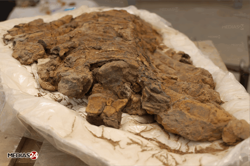 Fossiles. Serait-il possible de valoriser ce commerce au Maroc ?