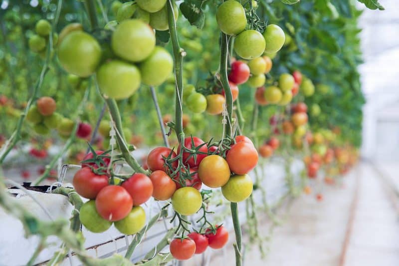 Reportage : dans les coulisses de la tomate exportée
