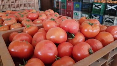 Analyse. Le prix de la tomate, entre les sirènes de l'export et les contraintes locales