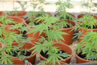 Cannabis : léger décalage dans le calendrier de la Beldya, une campagne prometteuse en perspective