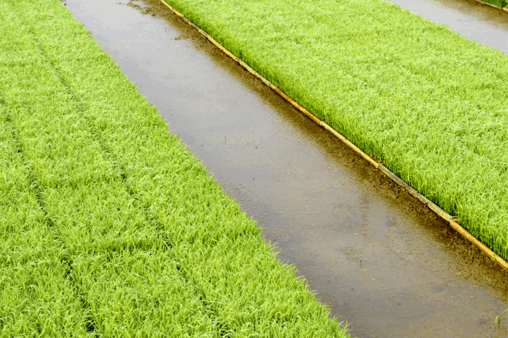 Dans certaines régions, le sol s’enfonce de 1 à 5 cm par an à cause de la surexploitation des nappes