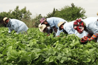 La Banque mondiale insiste sur l'importance de l'insertion des femmes dans le marché du travail