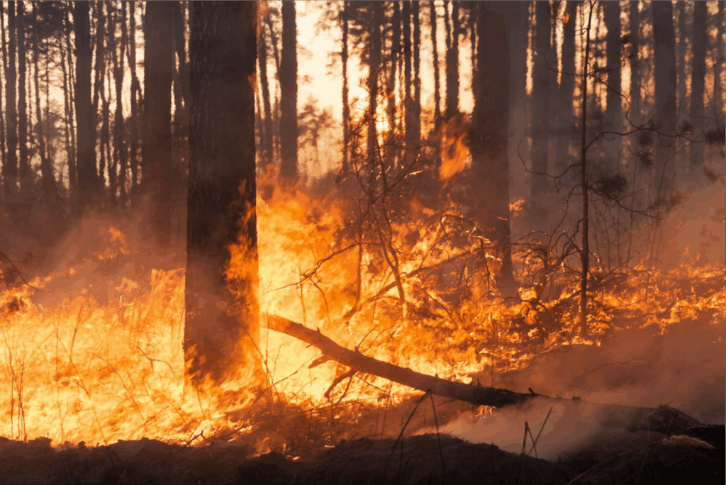 Feux de forêt. 70% des superficies touchées depuis le début de l'année sont situées dans le Nord