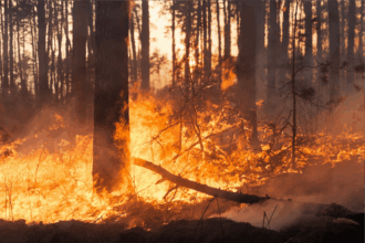 Feux de forêt. 70% des superficies touchées depuis le début de l'année sont situées dans le Nord