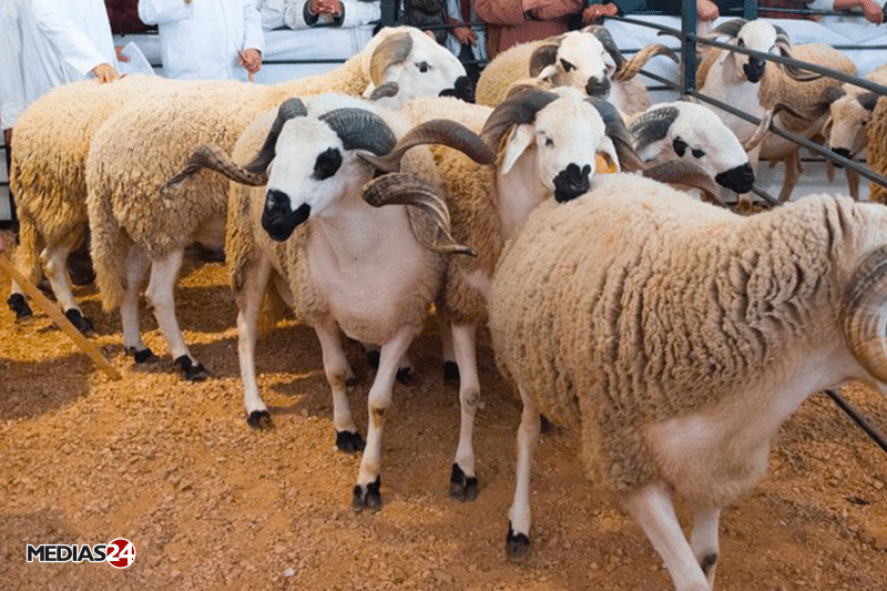 Dakhla-Oued Eddahab : lancement d'un marché dans le cadre du programme de reconstitution du cheptel
