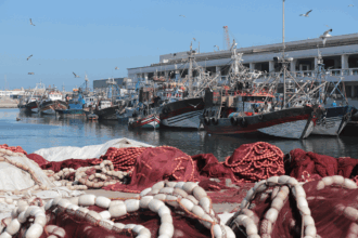 “Grâce à la stratégie Halieutis, le secteur de la pêche maritime s’est amélioré à tous les niveaux” (Sadiki)