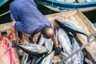 Pêche côtière et artisanale : les débarquements en baisse de 11% en 2023