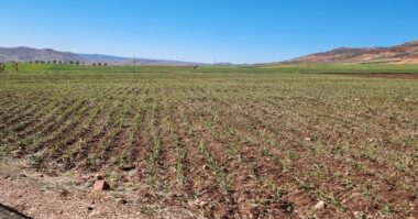 Agriculture. Les cultures annuelles et pérennes fortement éprouvées par la sécheresse actuelle