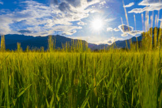 Alerte météo. Vague de chaleur et averses orageuses dès ce mercredi