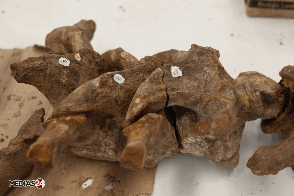 Fossiles. Serait-il possible de valoriser ce commerce au Maroc ?