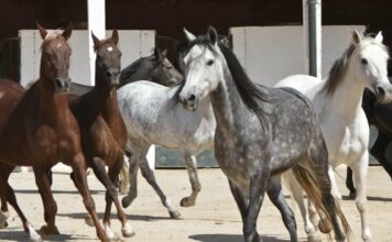 Avec les chevaux barbes du haras de Bouznika