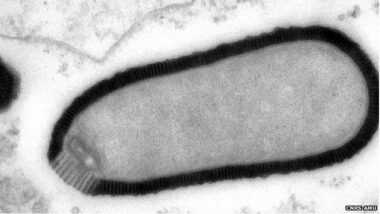Le Pithovirus, agent infectieux vieux de 30.000 ans, découvert dans les glaces de Sibérie