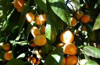 Agrumes: jamais autant produits, jamais si peu exportés