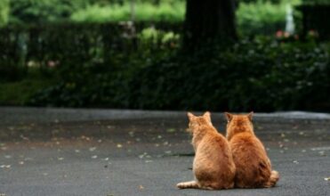 A Casa, une amende animale dans un style hôtelier