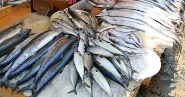 Casablanca : La nouvelle halle au poisson déjà trop petite