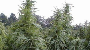 En 1954, un dahir autorisait la culture du kif au Maroc à des fins thérapeutiques