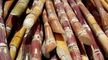 La production de sucre atteindra 500.000 tonnes en 2014