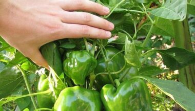 Agriculture : opération pilote pour les jeunes porteurs de projets