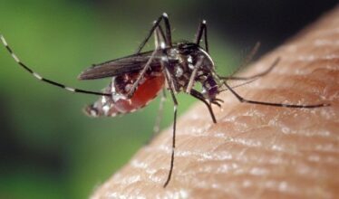 Menace d’épidémie de dengue sur la Coupe du monde