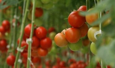 Fruits &amp; légumes : la FIFEL veut toujours aller devant la Justice européenne