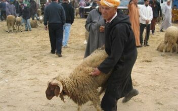 Aïd El-Adha, une offre suffisante, les prix en légère hausse