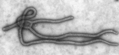 Le sérum ZMapp, traitement miracle pour éradiquer Ebola?