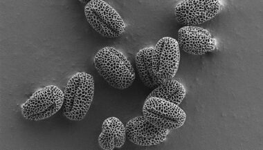 Selon un pneumologue, le pollen de l'olivier fait des ravages à Oujda