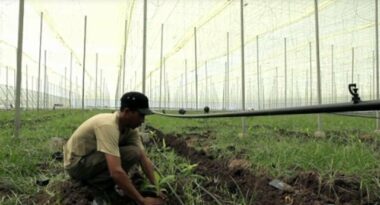 Le suisse Eléphant Vert investit 65 millions d'euros dans la bio-agriculture au Maroc