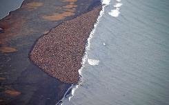 35.000 morses s'échouent en Alaska à cause du réchauffement climatique