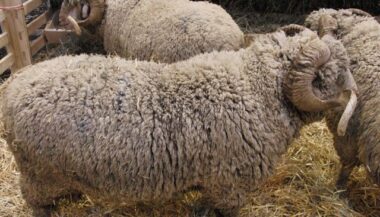 Maroc: Les prix des moutons stables à baissiers selon les régions
