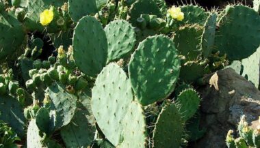 Une unité d'extraction de l'huile de cactus d'une capacité de 5.000 L/an