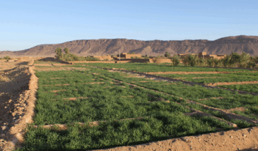 Agriculture: excellent cumul pluviométrique, dégâts limités des intempéries