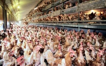 Filière avicole: des investissements de 7,4 MMDH en 2014