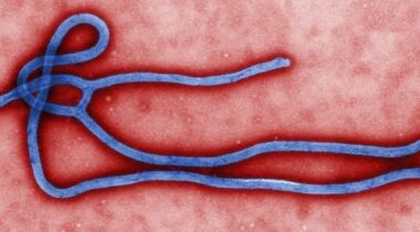 Des chercheurs ont trouvé l’arme anti-Ebola