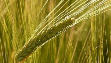 La campagne céréalière s’annonce sous de bons auspices