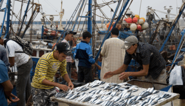 Bon début d'année pour la pêche côtière et artisanale