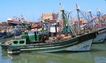 Les exportations de poisson atteignent 15,5 MMDH
