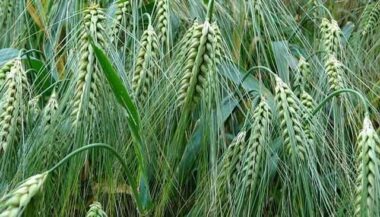 Céréales: 75% de la superficie semée se trouve dans un bon état végétatif