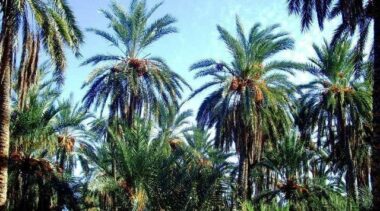 Le Majhoul marocain produit en Palestine