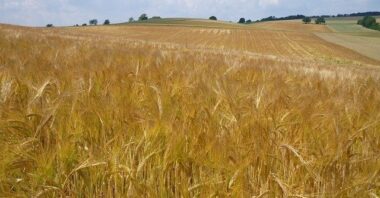 La campagne céréalière s’annonce prometteuse, sauf si…