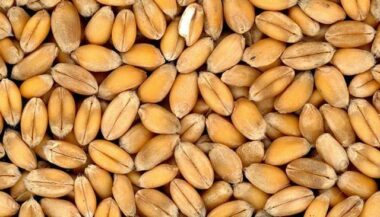 La commercialisation du blé est fixée à 270 Dh/quintal
