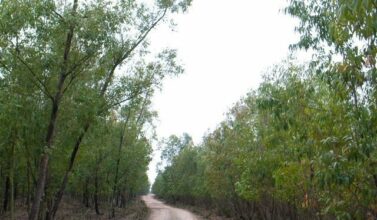 La forêt de Bouskoura va être aménagée pour les randonneurs