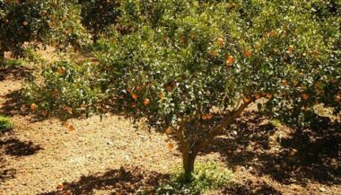 La filière agrumicole confiante pour les objectifs du Plan Maroc Vert