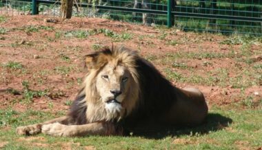 Plus de 40 nouvelles naissances au zoo de Rabat