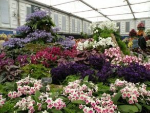 Un jardin anglo-marocain primé au Chelsea flower show
